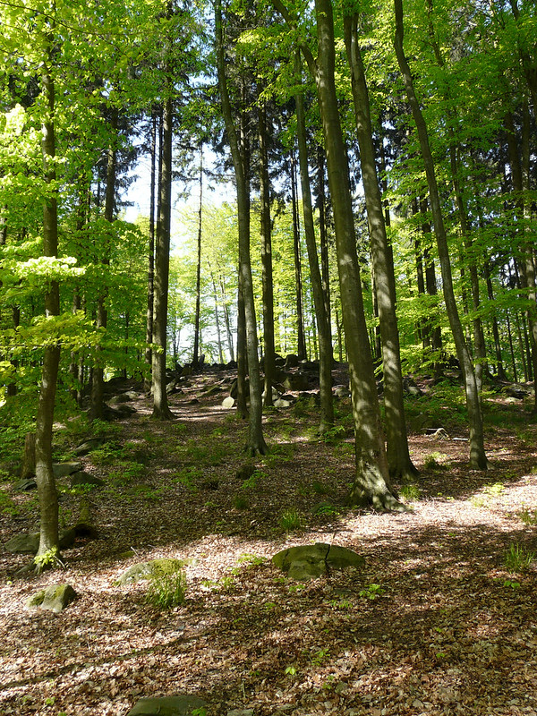 Green trees and a dirt pathway through sun-dappled light in the Odenwald Forest on the Heiligenberg, in Heidelberg.